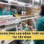 Cung Ứng Lao Động Đông Á