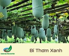 Giá Bí Thơm Bắc Kạn